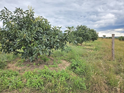 Luhwavi-Farms-Avocado-Farm-01