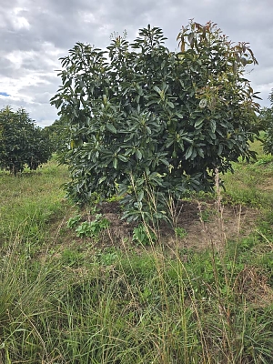 Luhwavi-Farms-Avocado-Farm-02