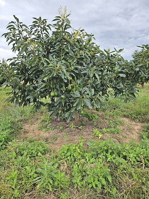 Luhwavi-Farms-Avocado-Farm-03