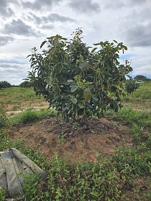 Luhwavi-Farms-Avocado-Farm-04