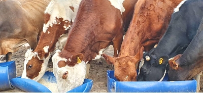 Luhwavi-Farms-Cattles-Farm-01