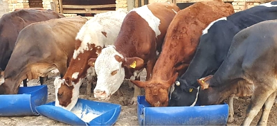 Luhwavi-Farms-Cattles-Farm-02