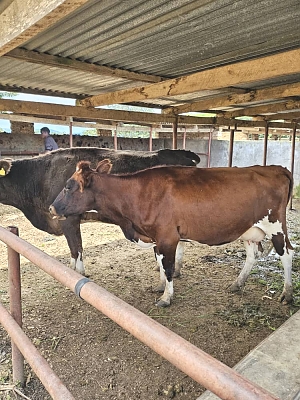 Luhwavi-Farms-Cattles-Farm-03