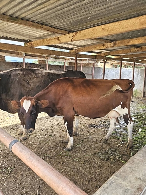 Luhwavi-Farms-Cattles-Farm-04