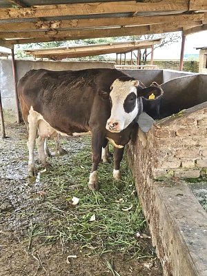 Luhwavi-Farms-Cattles-Farm-05