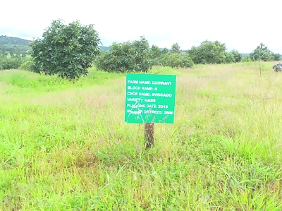 luhwavi_parachichi_farm
